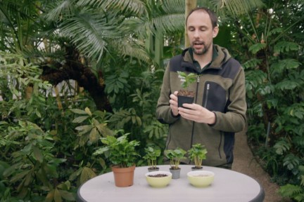 Het is tijd voor de koffieplant