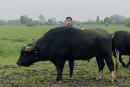 Olivier en Emma hebben waterbuffels