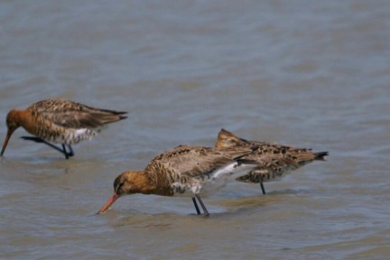 Gruttoland in Friesland