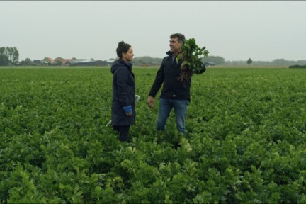 Rosah en Robert-Jan op de knolselderij-akker