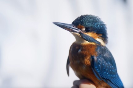 Vogels kijken met Arjan Dwarshuis
