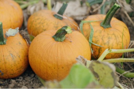 Pompoenenparadijs Bunnik