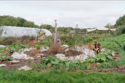 Hester in de voedseltuin