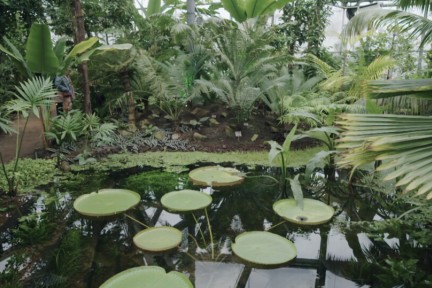 Nieuwe hortus Amsterdam