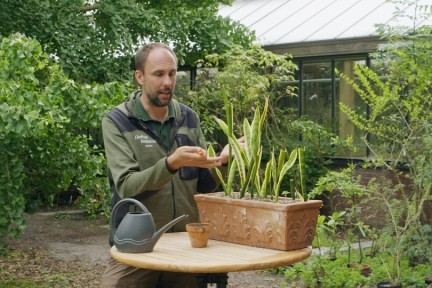 Rogier en de drakenbloedboom