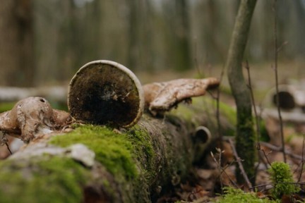 Boompaddenstoelen