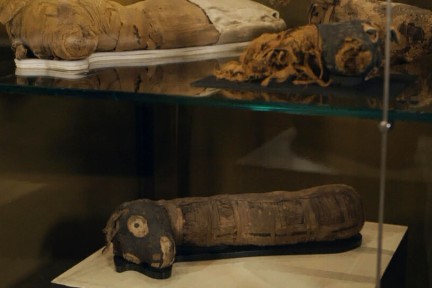 Gemummificeerde dieren