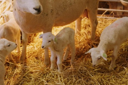 Lammetjes in Herwijnen
