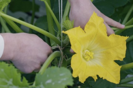 Courgettebloem