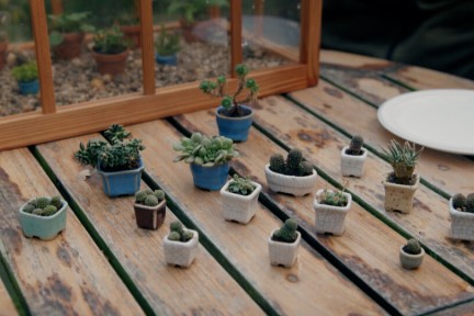 Mini plantjes