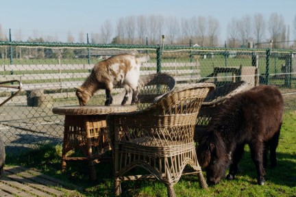 Lammetjes in de natuur