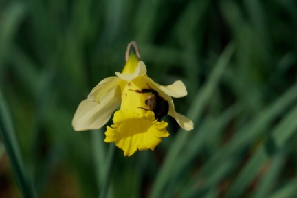 Geelster bloem