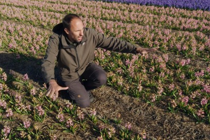 Het verhaal van de hyacint