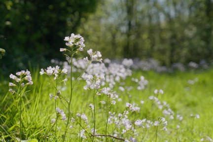 bloemen