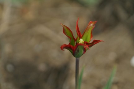 Bloem