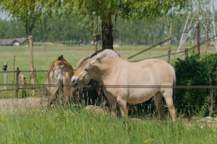 paard