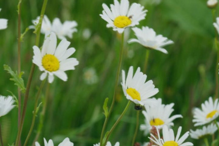 bloemen