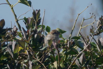 vogel