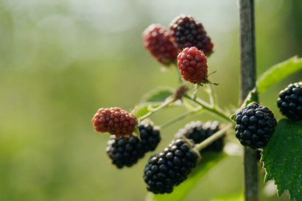 Biodynamisch gekweekt zacht fruit op deze tuinderij