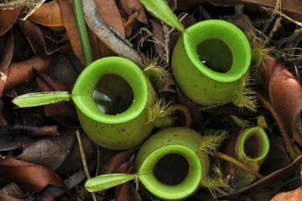 Misschien wel een van de slimste planten ter wereld