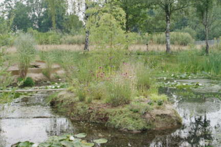 Deze vijver is een rijkdom aan planten en dieren