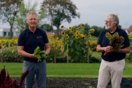 Van zaadje tot paarse bloemkool