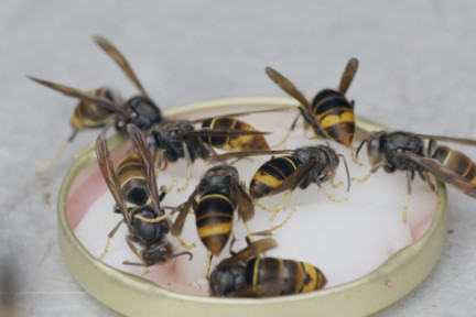 Hornaars