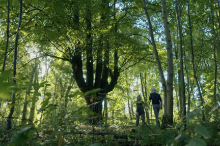 Historische boomgaard