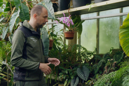 Schaduwplanten
