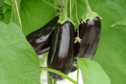 Nadia bezoekt een auberginesteler