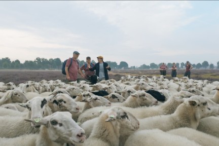 Alain helpt met het hoeden van 300 schapen