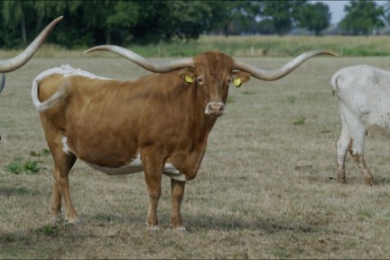 Texas Longhorn in Brabant