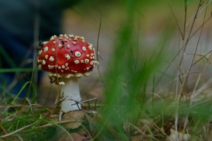 Klimaatbestendig bos