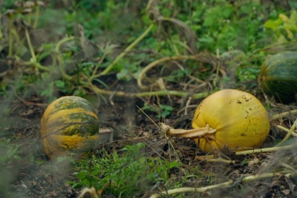 groenten met een jeugdsentiment