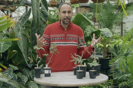 Rogier vertelt over wierook en mirre