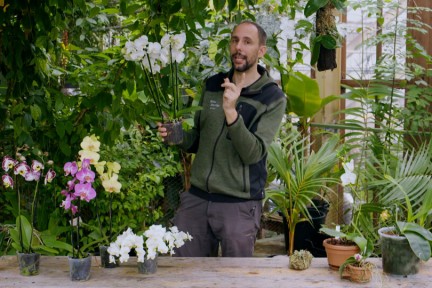 Rogier over de Phalaenopsis