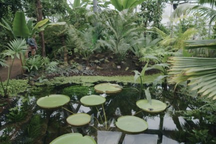 Nieuwe hortus Amsterdam