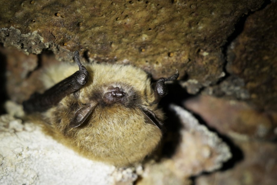 Baardvleermuis | Foto: Staatsbosbeheer