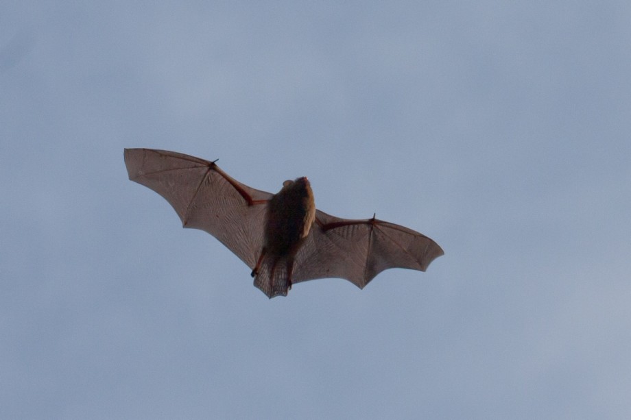 Gewone Dwergvleermuis | Foto: Staatsbosbeheer
