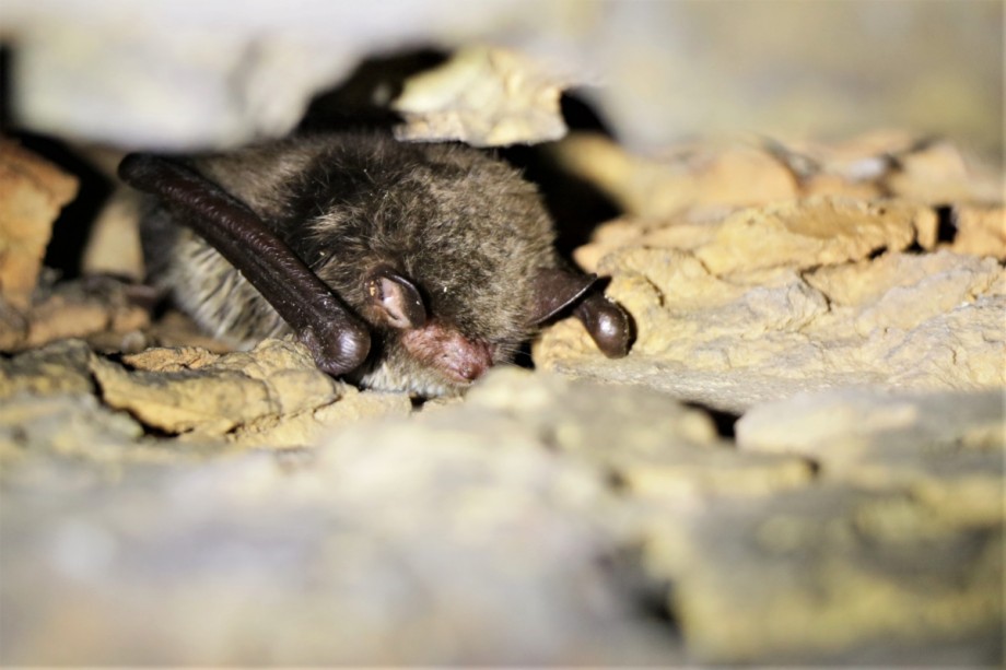 Meervleermuis | Foto: Staatsbosbeheer