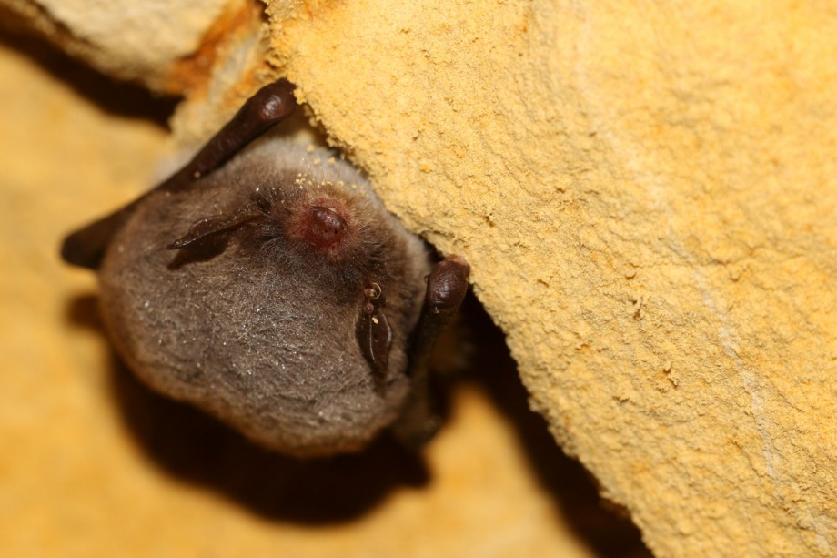 Watervleermuis | Foto: Staatsbosbeheer