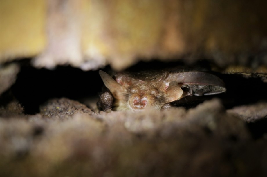 Gewone Grootoorvleermuis | Foto: Staatsbosbeheer