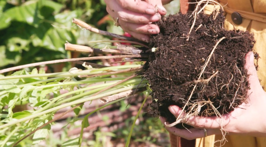 Valeriaan met wortels