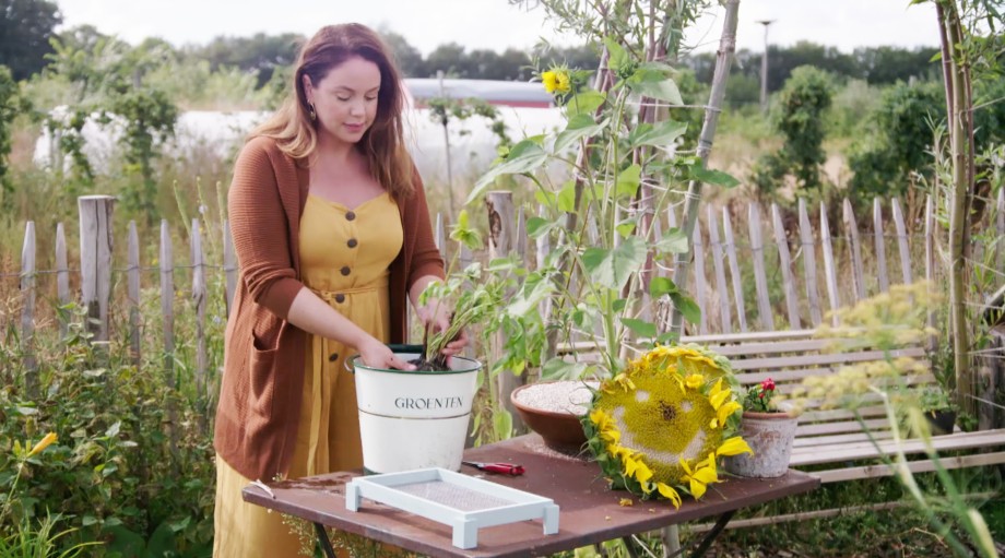 Valeriaanwortels schoonmaken