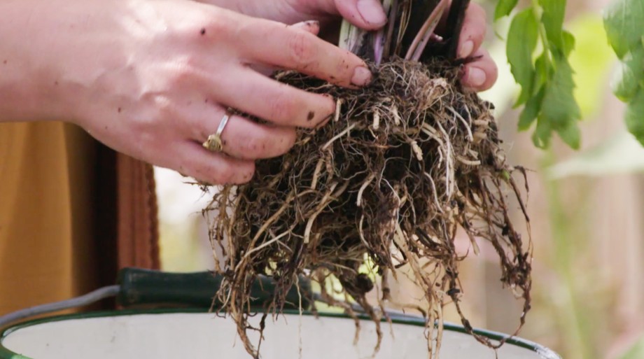 Kleine Valeriaanwortels verwijderen