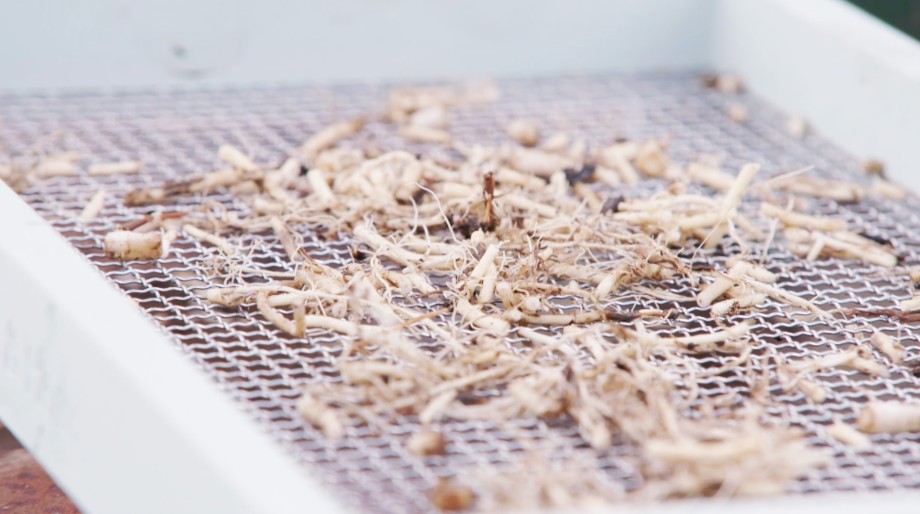 Valeriaanwortels laten drogen