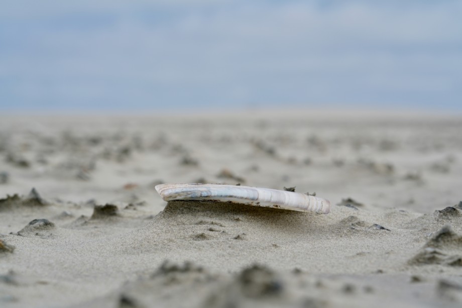 Foto: Twan Teunissen, Staatsbosbeheer