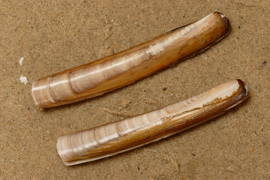 Grote zwaardschede | Foto: Aaldrik Pot, Staatsbosbeheer