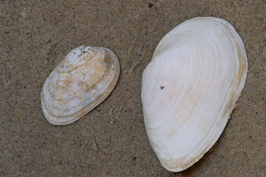 Grijze tapijtschelp | Foto: Aaldrik Pot, Staatsboshbeheer