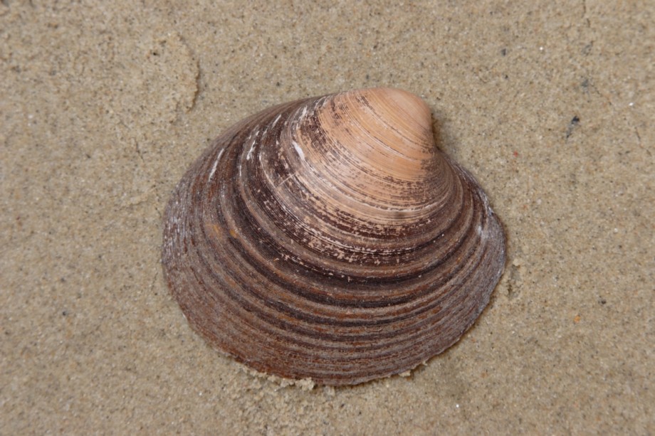 Tapijtschelp | Foto: Aaldrik Pot, Staatsbosbeheer